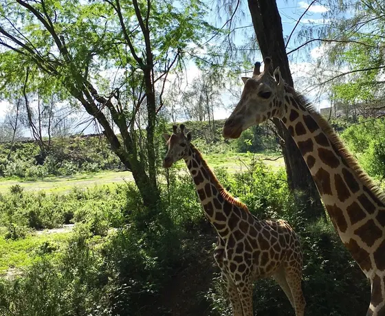 Cheap Flights to Mombasa